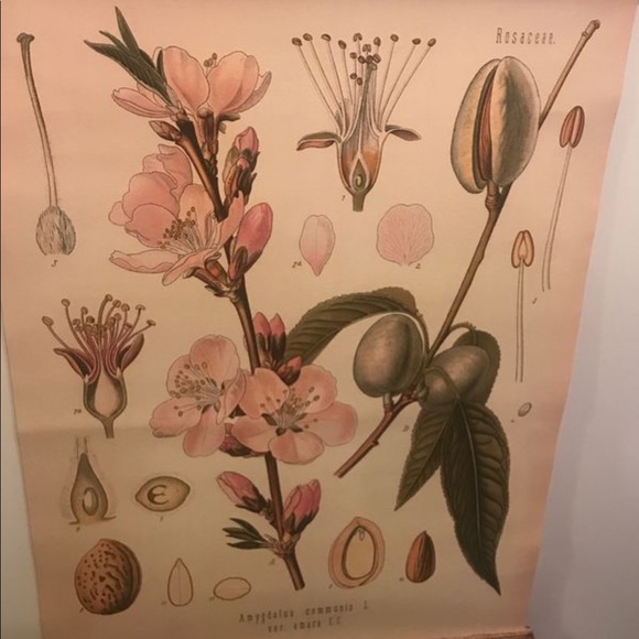 Flowers printed on canvas & scrolled - Picture 3 of 5